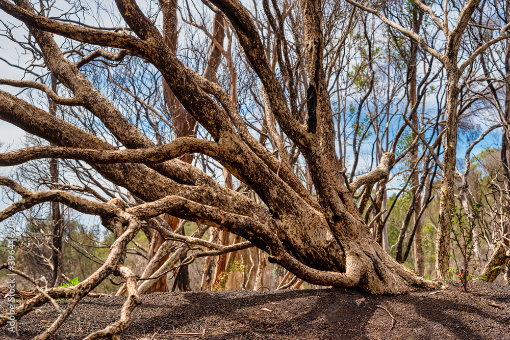Woodland at the Alcoa Wellard wetlands in Perth Woodland at the Alcoa Wellard wetlands in Perth