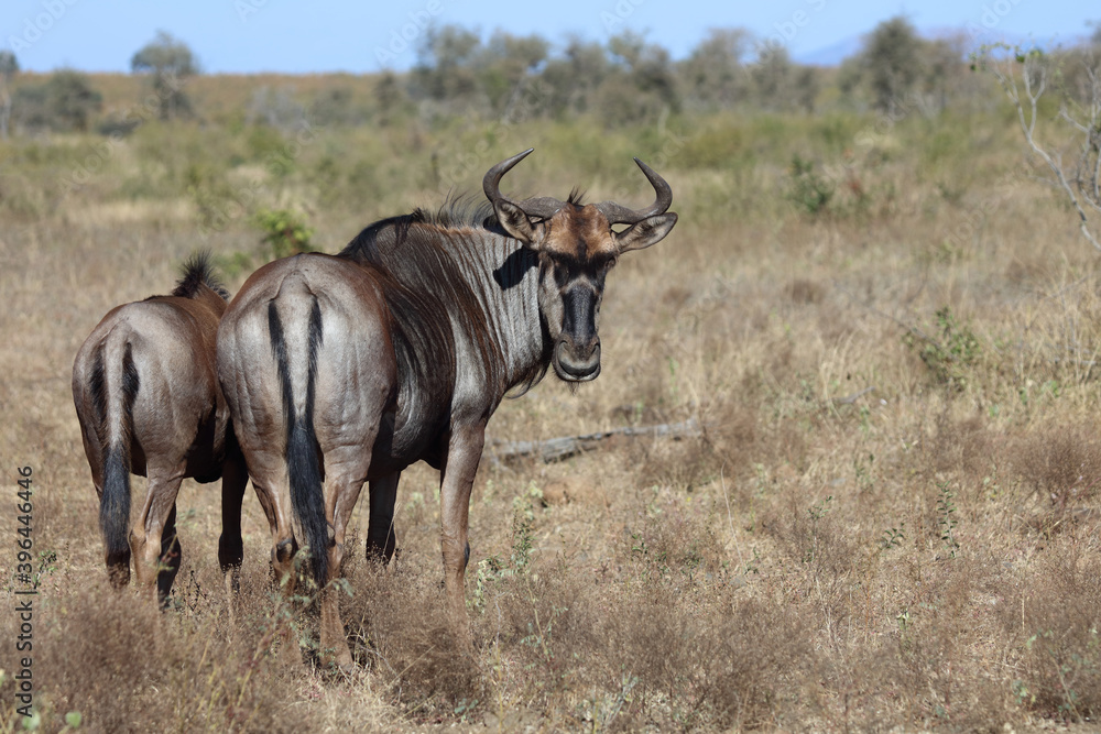 Streifengnu / Blue Wildebeest / Connochaetes taurinus.. Streifengnu / Blue Wildebeest / Connochaetes taurinus..