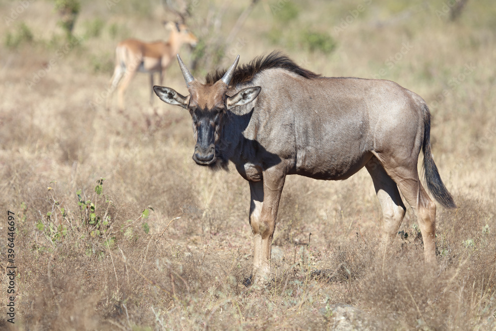 Streifengnu / Blue Wildebeest / Connochaetes taurinus.. Streifengnu / Blue Wildebeest / Connochaetes taurinus..