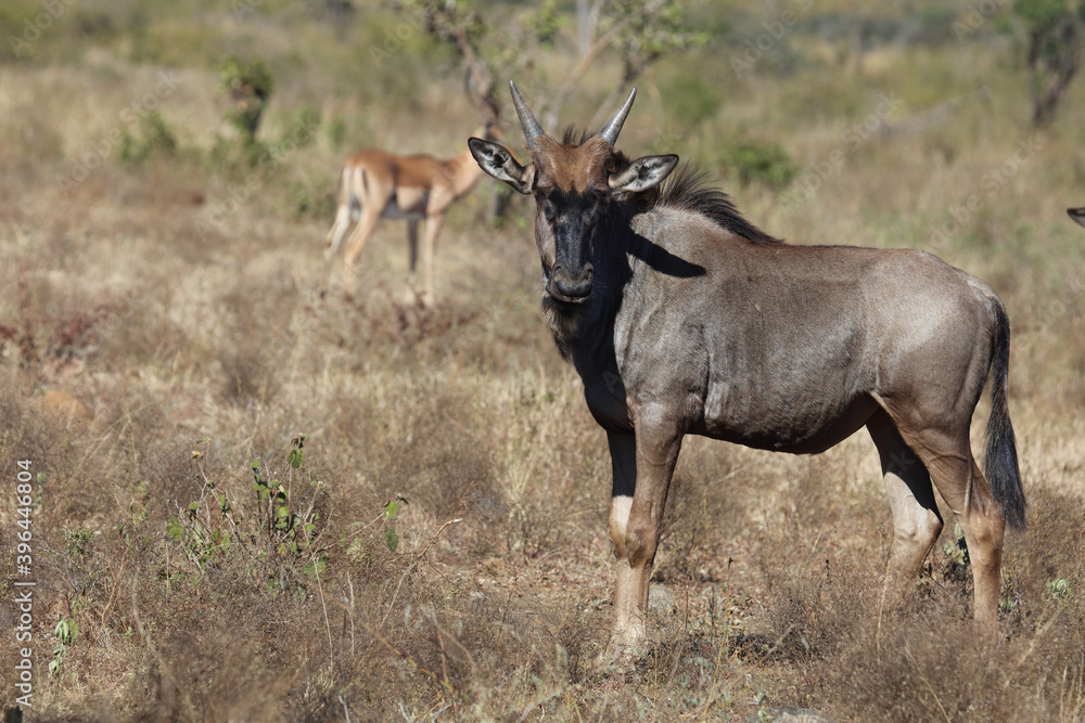 Streifengnu / Blue Wildebeest / Connochaetes taurinus.. Streifengnu / Blue Wildebeest / Connochaetes taurinus..