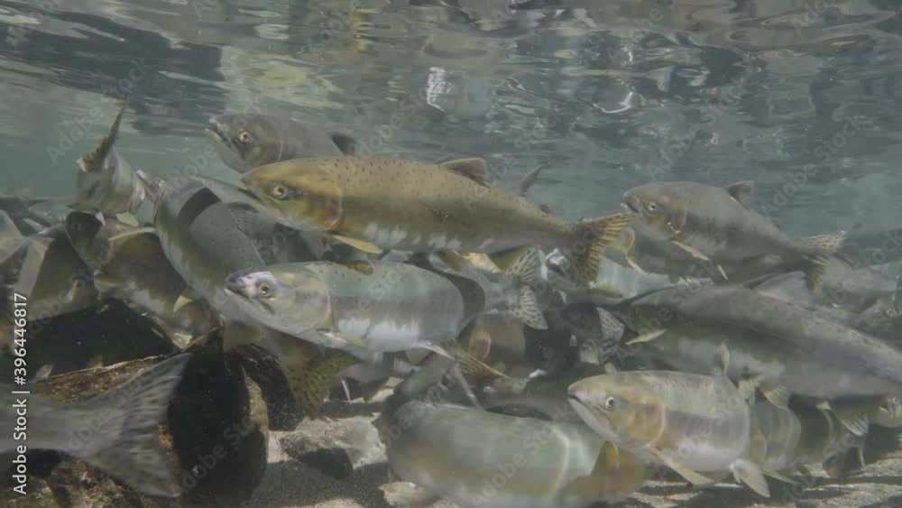 Pink Salmon holding in calmer water waiting for heavy rainfall to swim upstream to spawn. This clip was filmed in Campbell River, British Columbia Pink Salmon holding in calmer water waiting for heavy rainfall to swim upstream to spawn. This clip was filmed in Campbell River, British Columbia