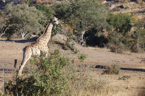 Canvas Print Giraffe / Giraffe / Giraffa Camelopardalis