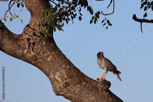 Graubürzel-Singhabicht oder Kleiner Singhabicht / Dark chanting goshawk / Melierax metabates photo