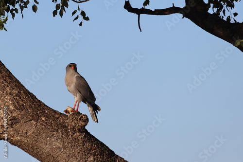 Graubürzel-Singhabicht oder Kleiner Singhabicht / Dark chanting goshawk / Melierax metabates photo