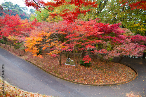 紅葉が美しく色づいた足利市の織姫公園