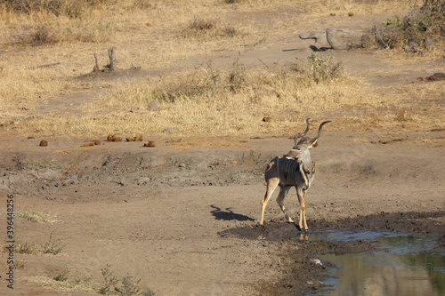 Großer Kudu und Rotschnabel-Madenhacker / Greater Kudu and Red-billed oxpecker / Tragelaphus strepsiceros et Buphagus erythrorhynchus