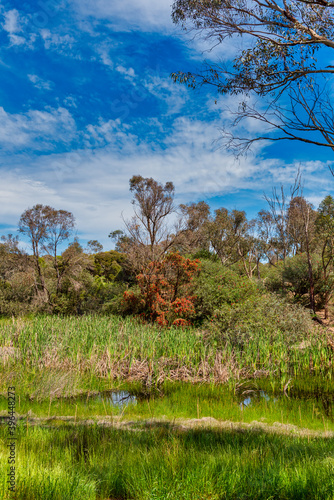 Woodland at the Alcoa Wellard wetlands in Perth photo
