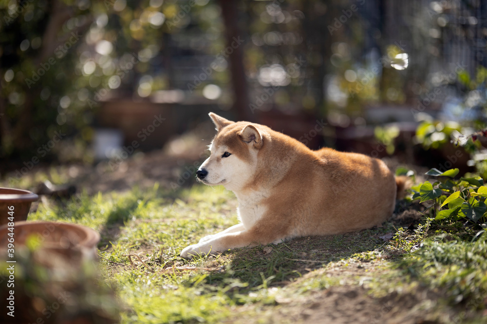 庭でくつろぐ柴犬 庭でくつろぐ柴犬