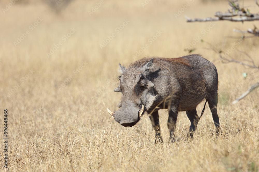 Warzenschwein / Warthog / Phacochoerus africanus Warzenschwein / Warthog / Phacochoerus africanus