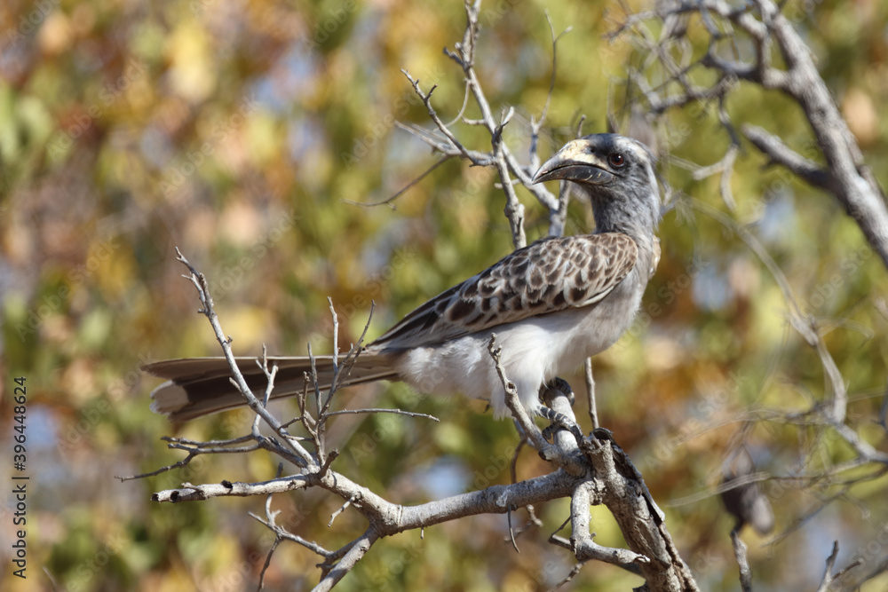 Grautoko / African grey hornbill / Tockus nasutus Grautoko / African grey hornbill / Tockus nasutus