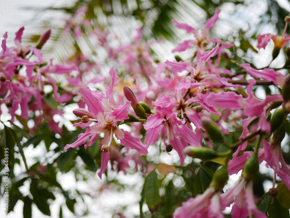 南国のピンクの花 南国のピンクの花
