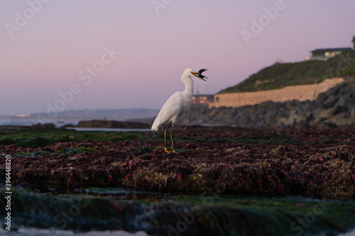 White heron eating fish at sunset