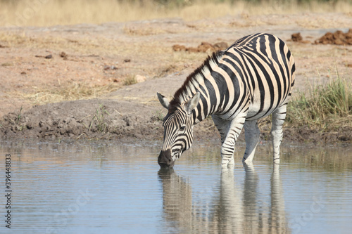 Steppenzebra   Burchell s zebra   Equus burchellii