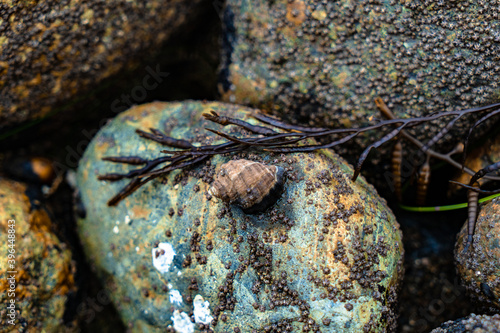 close up of a hermit crab