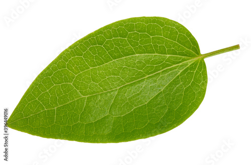 Nut leaf isolated on a white background