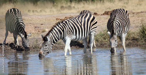 Steppenzebra   Burchell s zebra   Equus burchellii