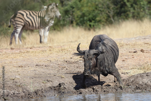 Streifengnu   Blue wildebeest   Connochaetes taurinus