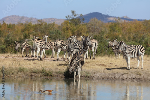 Steppenzebra   Burchell s zebra   Equus burchellii