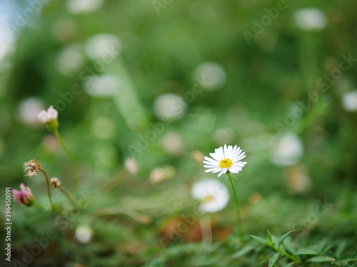 幻想的な白い花