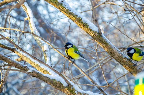 Parus bird on a tree branch in winter.
