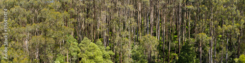 Close up aerial views of eucalyptus trees in a temperate rainforest in Victoria Australia