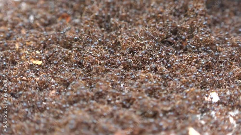 Ants Swarm Covering The Entire Surface.Congested dense crowded ant colony. Ants are eusocial insects of the family Formicidae. They are easily identified by their elbowed antennae and the distinctive Ants Swarm Covering The Entire Surface.Congested dense crowded ant colony. Ants are eusocial insects of the family Formicidae. They are easily identified by their elbowed antennae and the distinctive