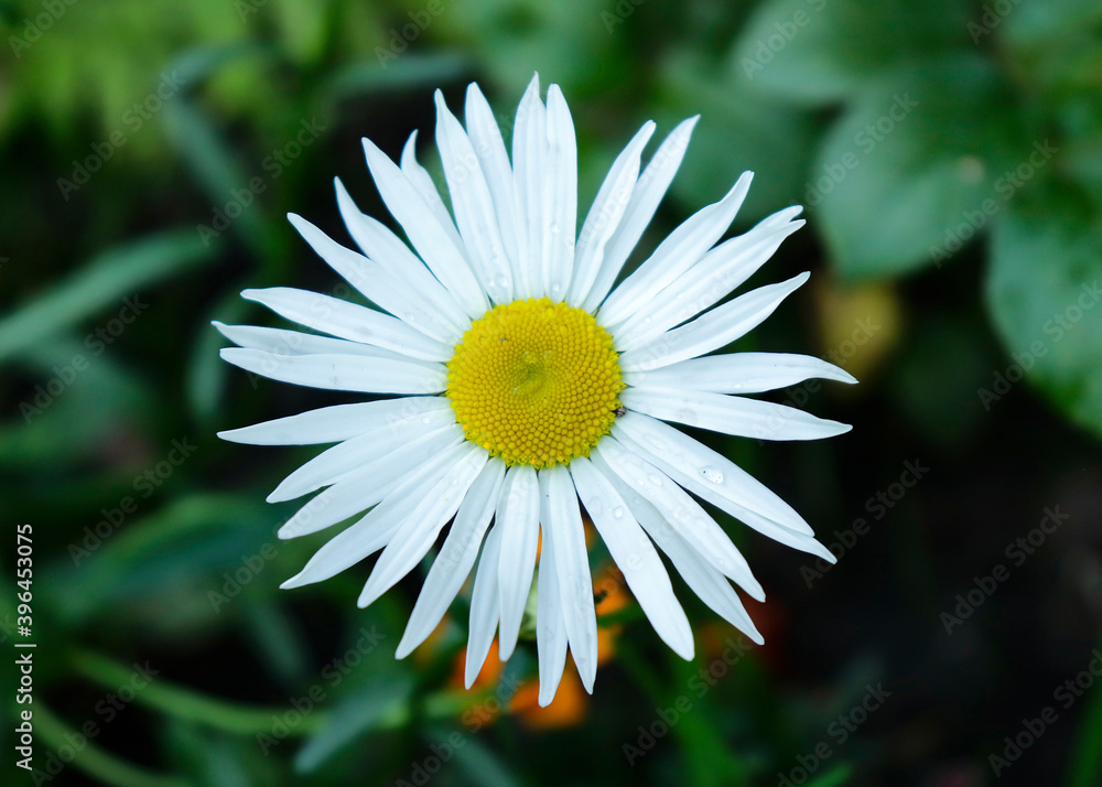 Fototapeta premium White daisies in the garden. Wild daisies grew on the dacha plot. Chamomile field. Daisies in America