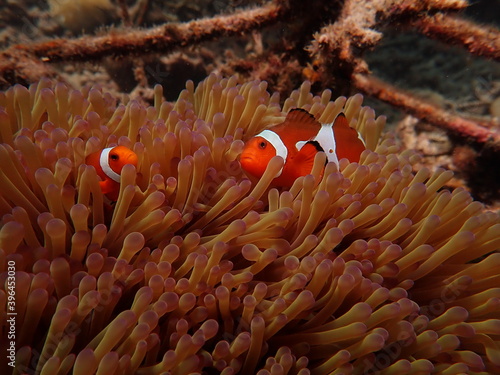 Sea anemones found at natural coral reef area photo