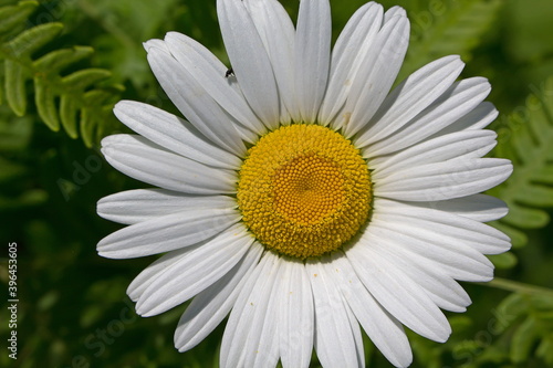 daisy flower closeup