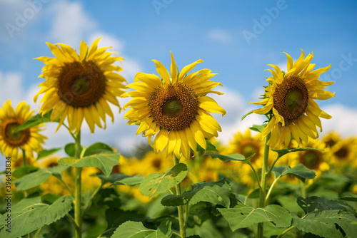 sunflowers in the field