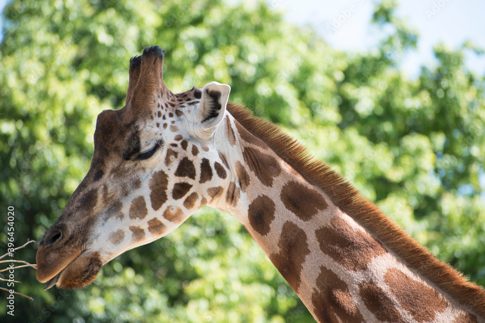 Fototapeta premium Jirafa/giraffa alimentandose, comiendo, disfrutando.
