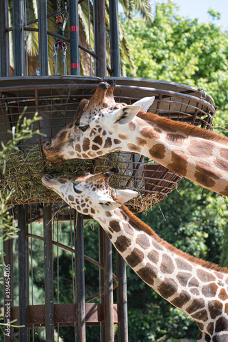 Jirafas/giraffas alimentandose, comiendo. Familia, madre e hijo.