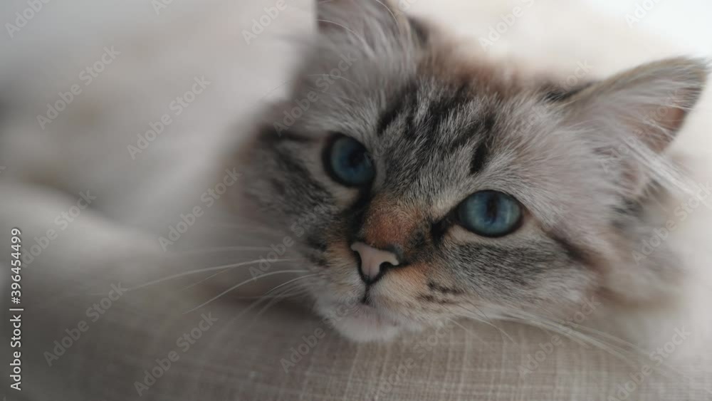 A pedigree cat looks closely at the camera. The breed of cat is a sacred Burma. A pedigree cat looks closely at the camera. The breed of cat is a sacred Burma.