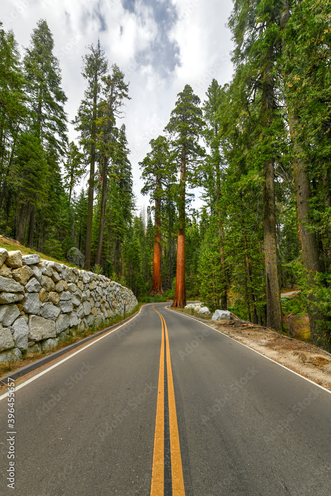 Mariposa Grove - Yosemite, California Mariposa Grove - Yosemite, California
