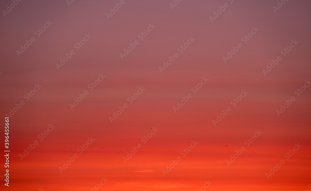Red gradient sunset sky background  with birds silhouettes. 