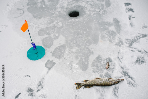 Just caught pike by tip - up tackle. In the ice hole set tackle with a flag. Winter fishing on the frozen lake. Small tackle for winter fishing on the ice pond. Reeling reel for a fish.