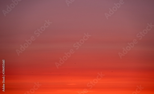 Red gradient sunset sky background with birds silhouettes. 