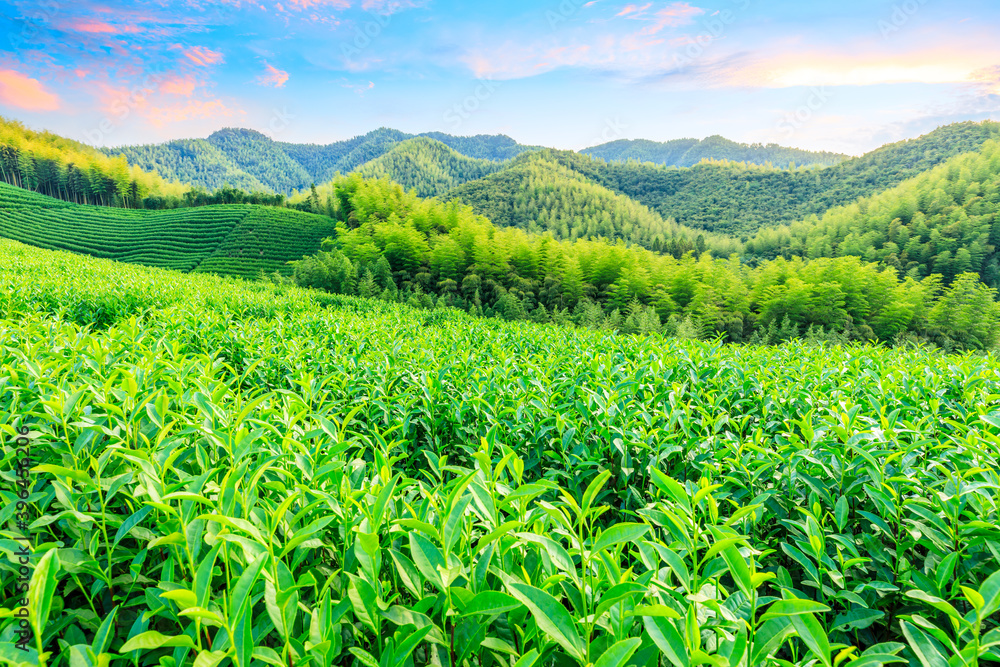 Tea plantations and bamboo forest at sunset,green natural background. Tea plantations and bamboo forest at sunset,green natural background.