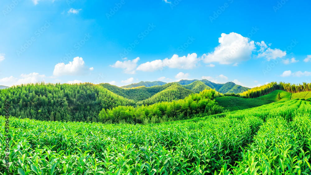 Green tea plantation and bamboo forest landscape.