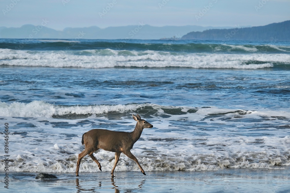 Deer walking on sandy beach in Olympic National Park. Washington. United States of America Deer walking on sandy beach in Olympic National Park. Washington. United States of America