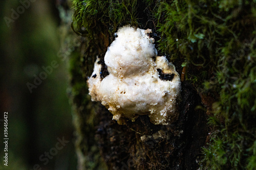 white frozen mushrooms on a tree