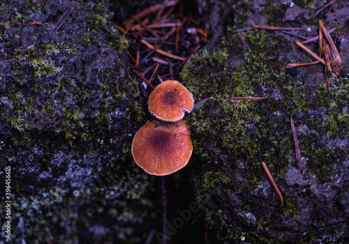 mushrooms on a tree