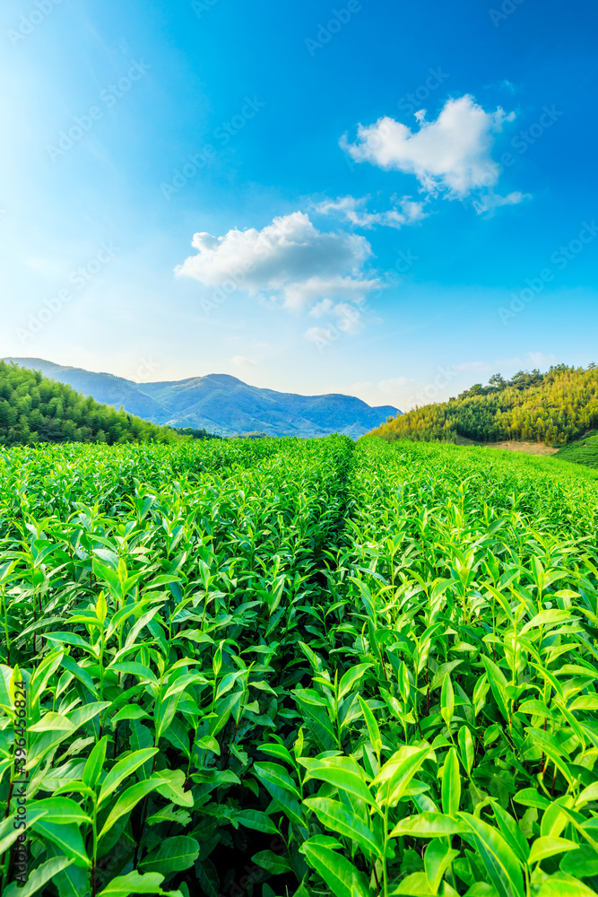 Green tea plantation and bamboo forest landscape. Green tea plantation and bamboo forest landscape.