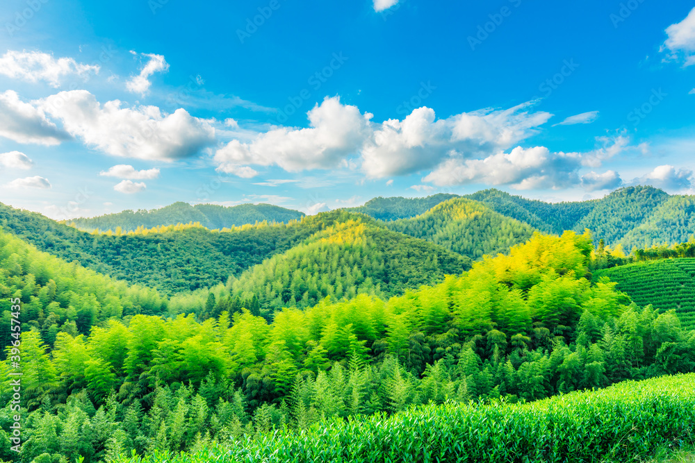 Green tea plantation and bamboo forest landscape.
