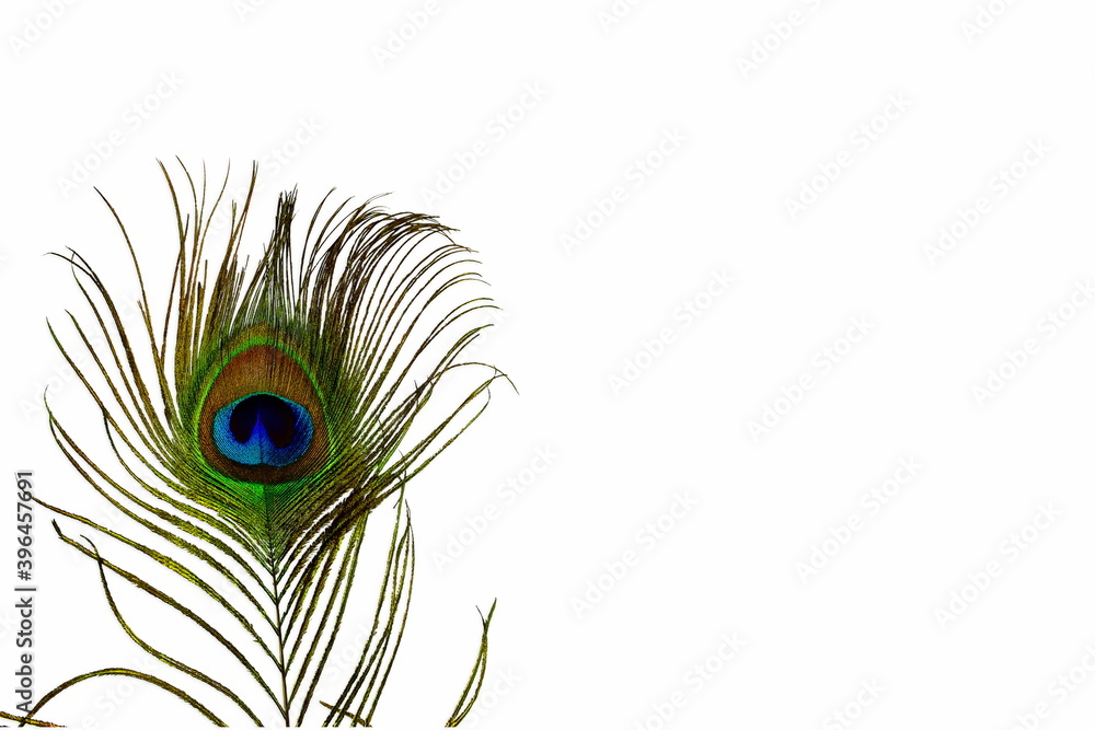 Fototapeta premium peacock feathers in white background as card with text copy space