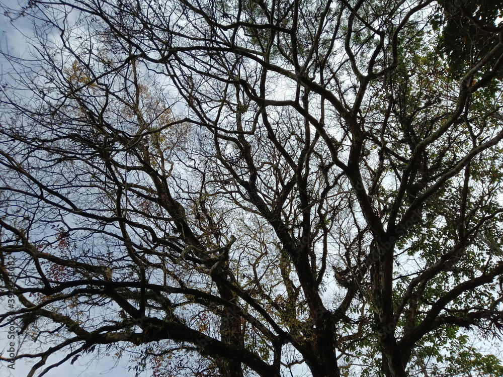 trees in the sky trees in the sky