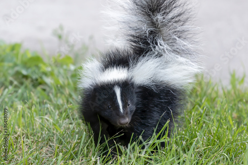 Skunks are North and South American native mammals 