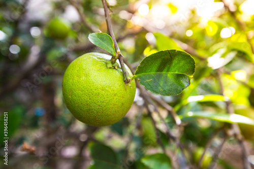 Wallpaper Mural The green lemon on the tree is in Asia. Torontodigital.ca