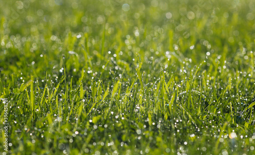 A drop of water on the grass close up. Abstract Natural blurred green background. For texture, background. Nature.