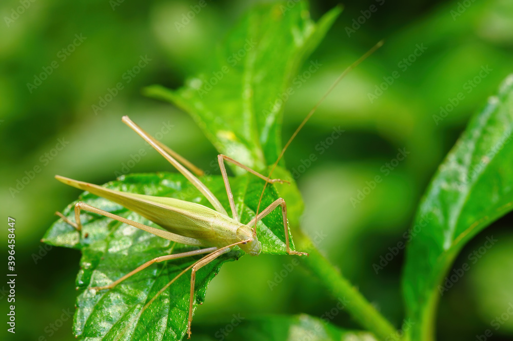 A insect(katydid or Bush Cricket) stays on the leaf
A insect(katydid or Bush Cricket) stays on the leaf